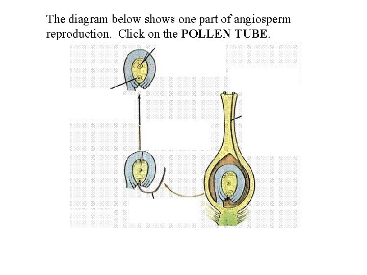 The diagram below shows one part of angiosperm reproduction. Click on the POLLEN TUBE.