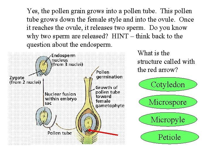 Yes, the pollen grain grows into a pollen tube. This pollen tube grows down
