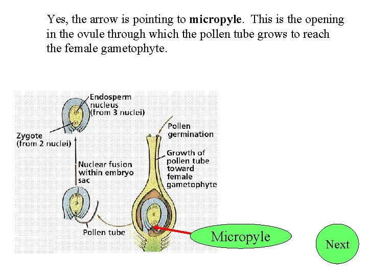 Yes, the arrow is pointing to micropyle. This is the opening in the ovule