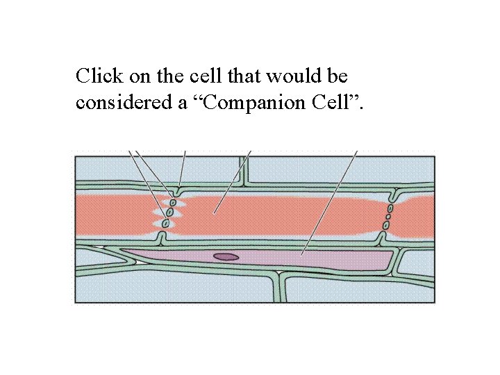 Click on the cell that would be considered a “Companion Cell”. 