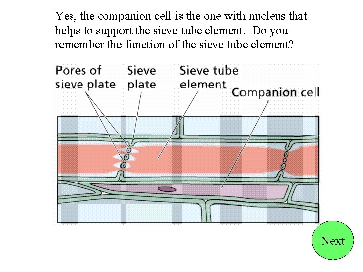Yes, the companion cell is the one with nucleus that helps to support the