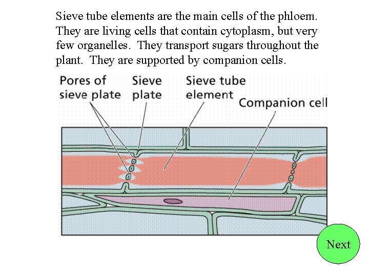 Sieve tube elements are the main cells of the phloem. They are living cells