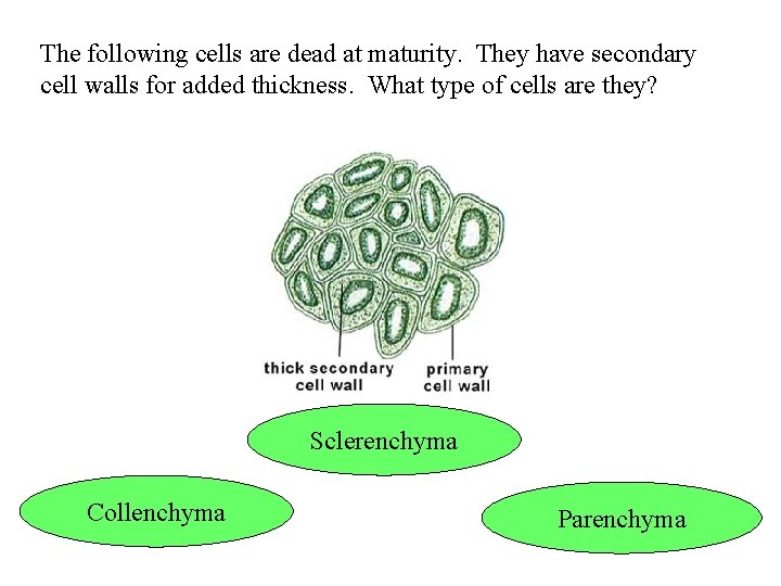 The following cells are dead at maturity. They have secondary cell walls for added
