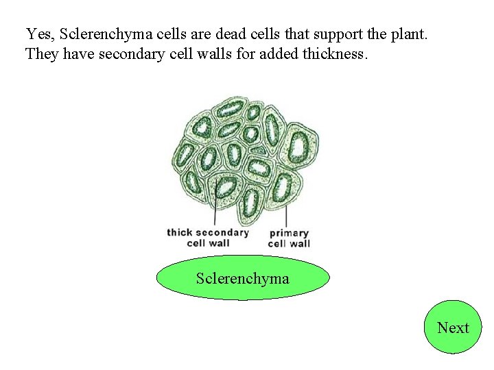 Yes, Sclerenchyma cells are dead cells that support the plant. They have secondary cell