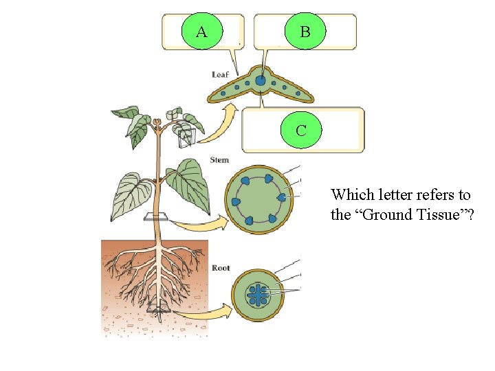 A B C Which letter refers to the “Ground Tissue”? 