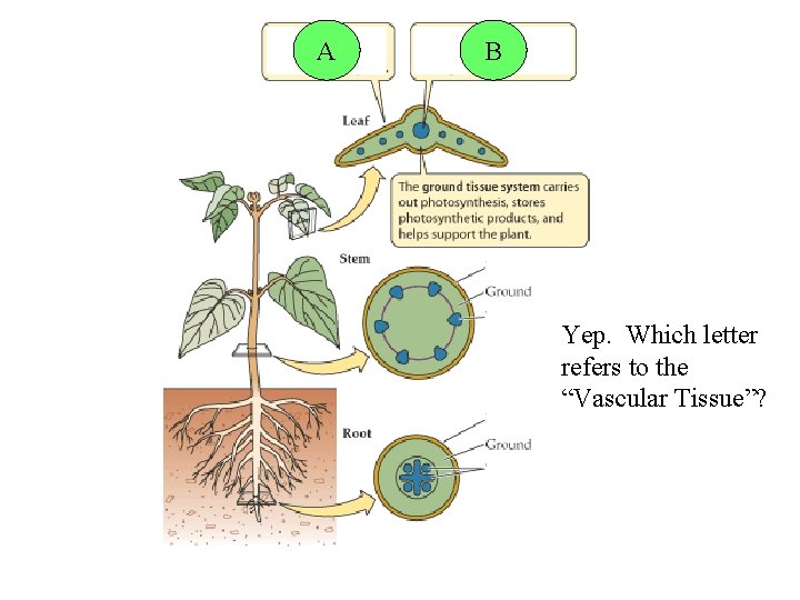 A B Yep. Which letter refers to the “Vascular Tissue”? 
