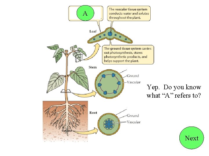 A Yep. Do you know what “A” refers to? Next 