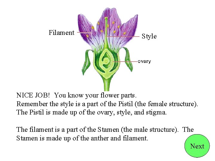 Filament Style NICE JOB! You know your flower parts. Remember the style is a