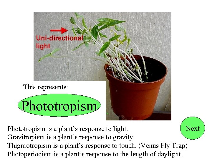 This represents: Phototropism Next Phototropism is a plant’s response to light. Gravitropism is a