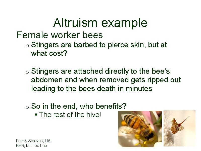 Altruism example Female worker bees o Stingers are barbed to pierce skin, but at