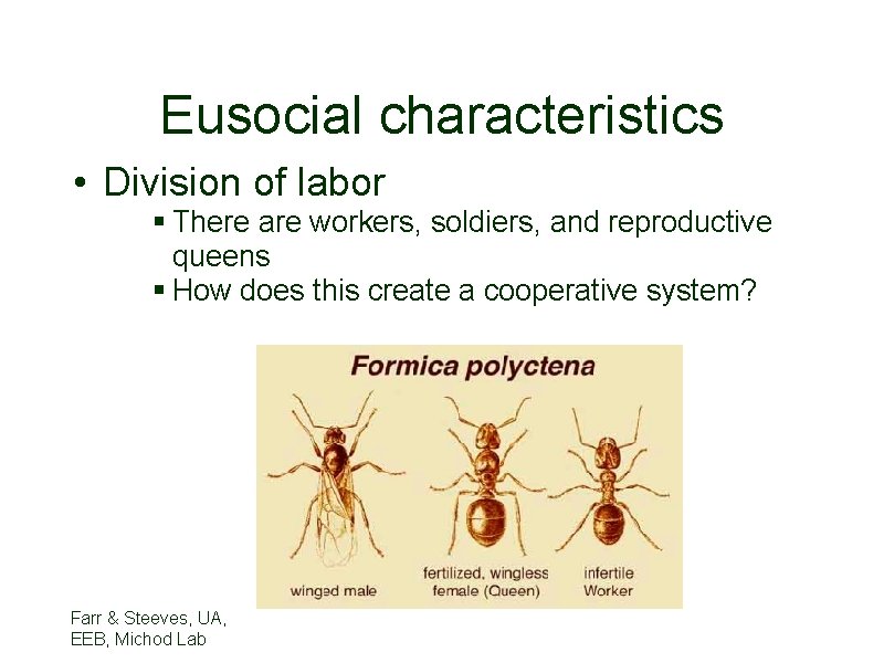 Eusocial characteristics • Division of labor § There are workers, soldiers, and reproductive queens