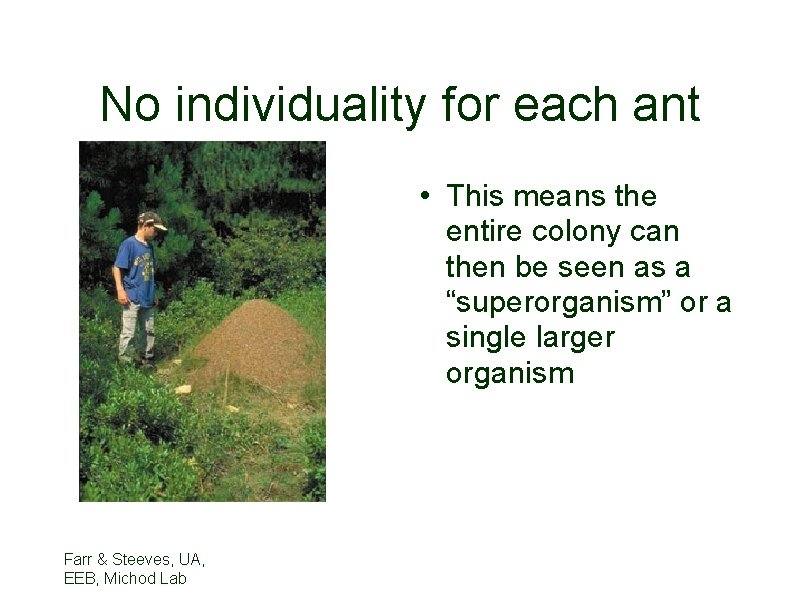 No individuality for each ant • This means the entire colony can then be