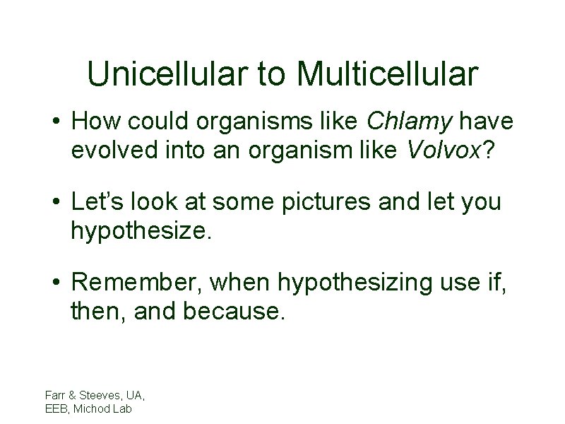 Unicellular to Multicellular • How could organisms like Chlamy have evolved into an organism