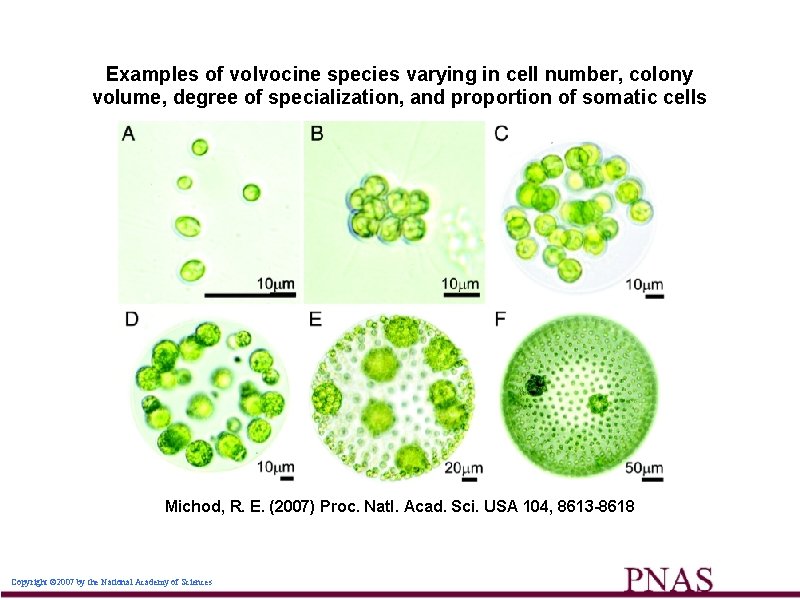 Examples of volvocine species varying in cell number, colony volume, degree of specialization, and