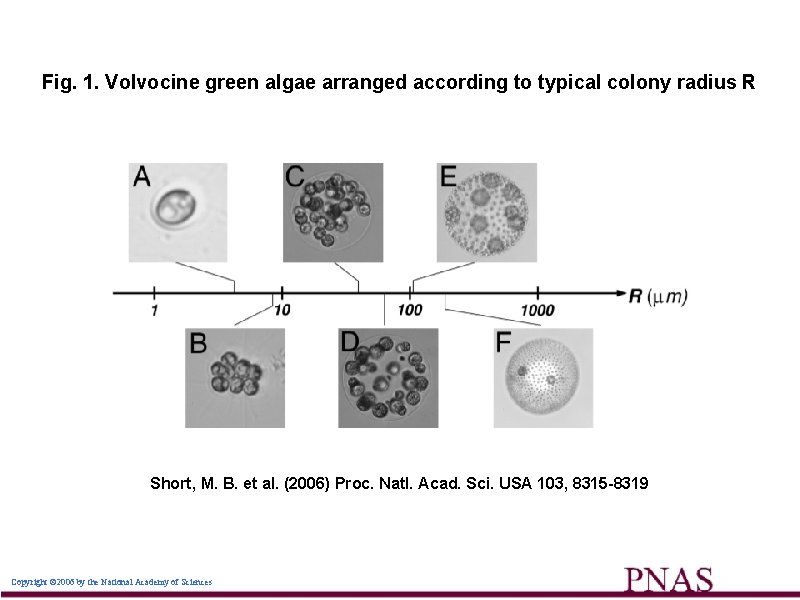 Fig. 1. Volvocine green algae arranged according to typical colony radius R Short, M.
