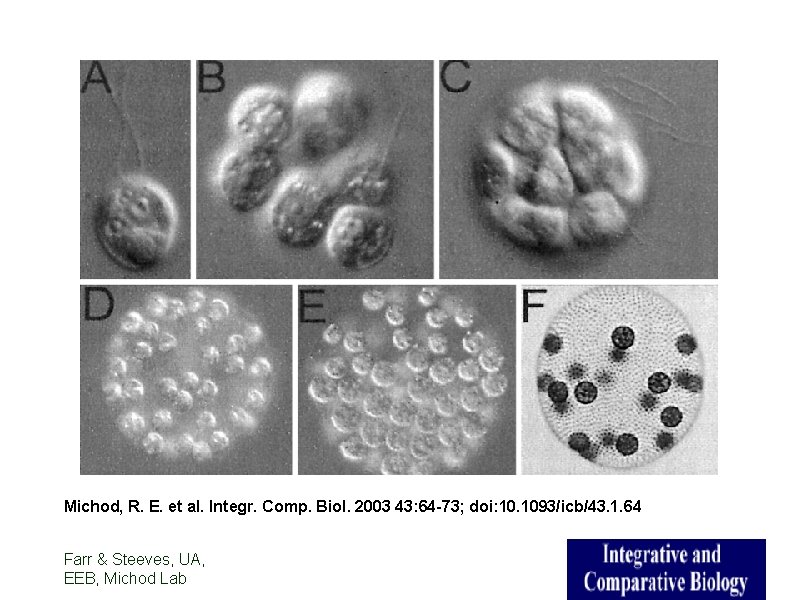 Michod, R. E. et al. Integr. Comp. Biol. 2003 43: 64 -73; doi: 10.