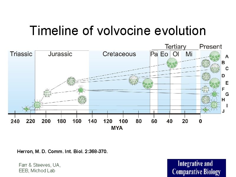 Timeline of volvocine evolution Herron, M. D. Comm. Int. Biol. 2: 368 -370. Farr