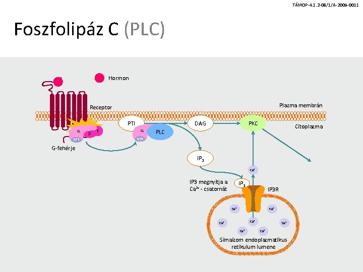 TÁMOP-4. 1. 2 -08/1/A-2009 -0011 Foszfolipáz C (PLC) Hormon Plazma membrán Receptor PTI a