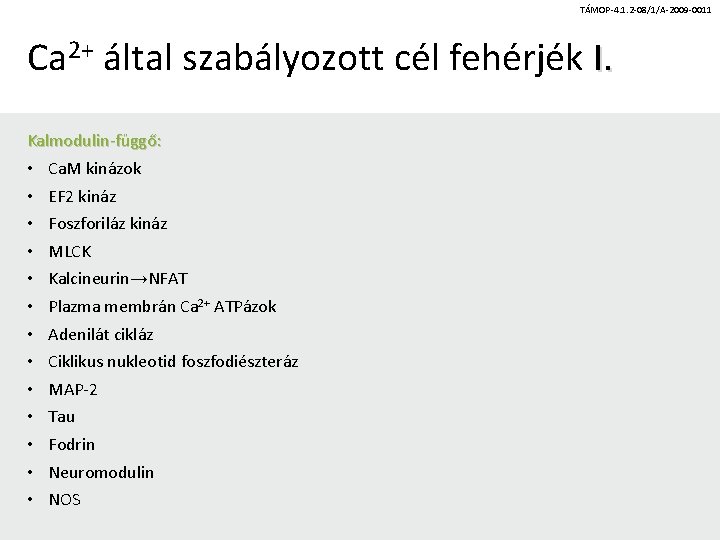 TÁMOP-4. 1. 2 -08/1/A-2009 -0011 Ca 2+ által szabályozott cél fehérjék I. Kalmodulin-függő: •