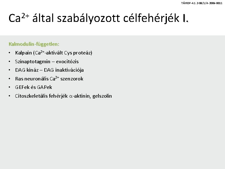 TÁMOP-4. 1. 2 -08/1/A-2009 -0011 Ca 2+ által szabályozott célfehérjék I. Kalmodulin-független: • Kalpain