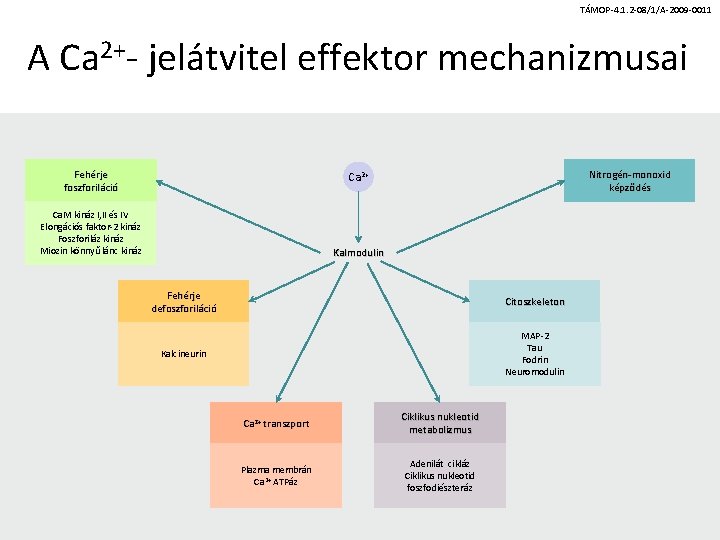 TÁMOP-4. 1. 2 -08/1/A-2009 -0011 A Ca 2+- jelátvitel effektor mechanizmusai Fehérje foszforiláció Nitrogén-monoxid