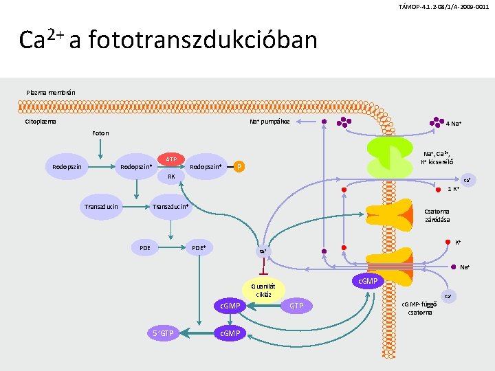 TÁMOP-4. 1. 2 -08/1/A-2009 -0011 Ca 2+ a fototranszdukcióban Plazma membrán Citoplazma Na+ pumpához