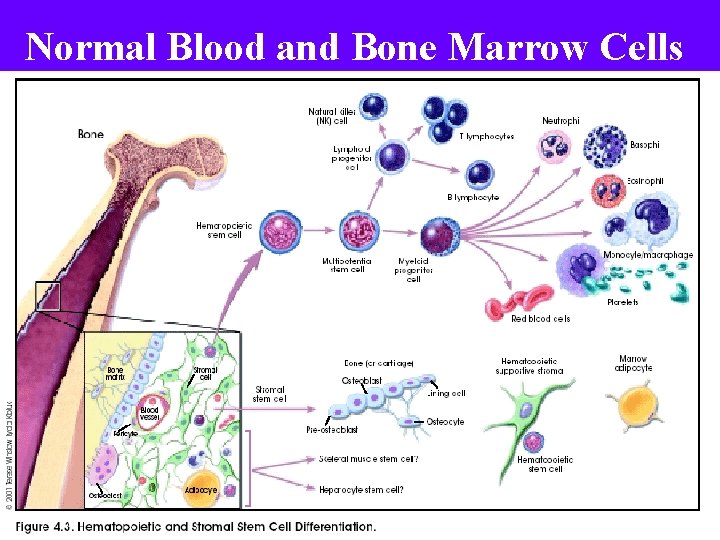 Normal Blood and Bone Marrow Cells 