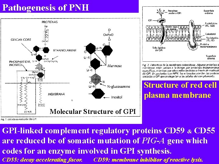 Pathogenesis of PNH Structure of red cell plasma membrane Molecular Structure of GPI-linked complement