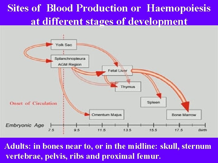 Sites of Blood Production or Haemopoiesis at different stages of development Adults: in bones