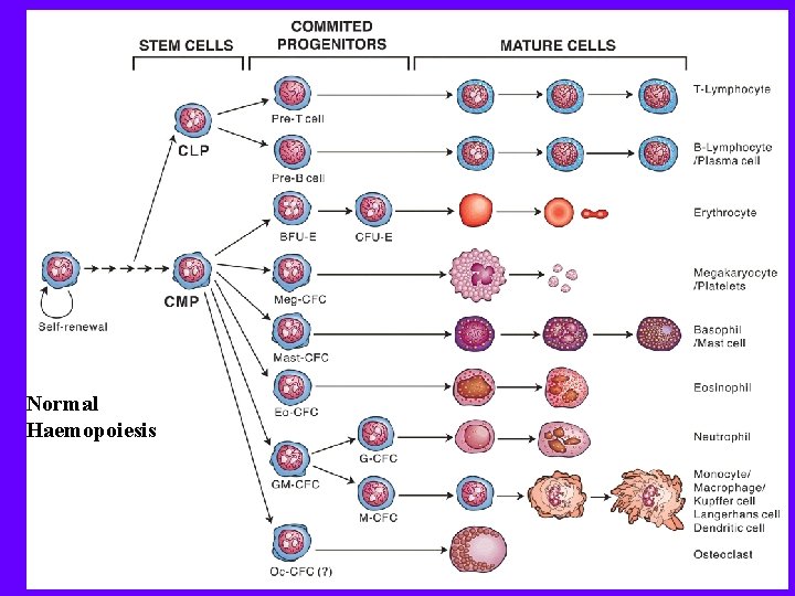 Normal Haemopoiesis 