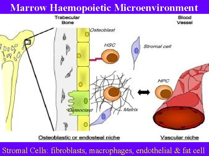 Marrow Haemopoietic Microenvironment Stromal Cells: fibroblasts, macrophages, endothelial & fat cell 