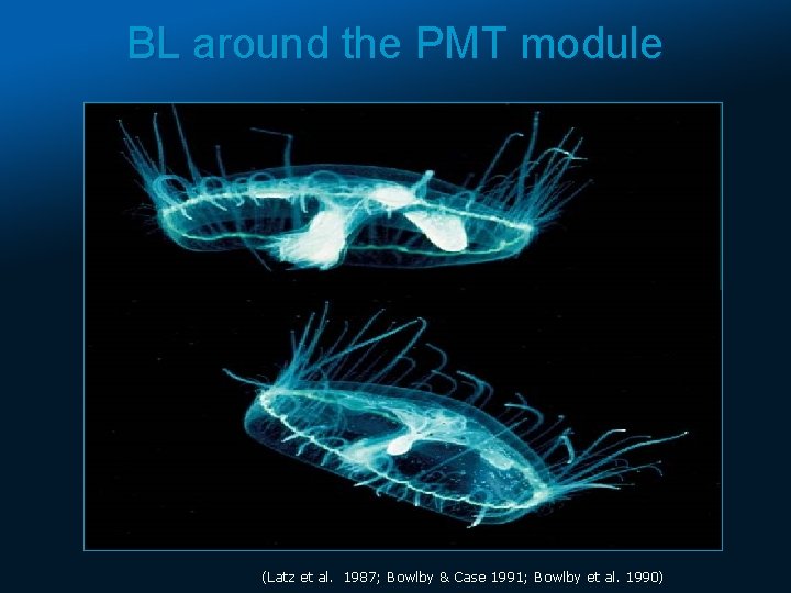 BL around the PMT module (Latz et al. 1987; Bowlby & Case 1991; Bowlby