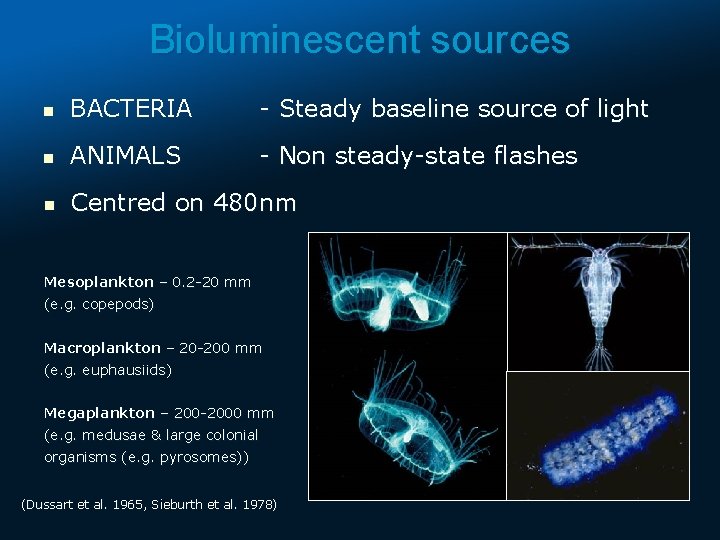 Bioluminescent sources n BACTERIA - Steady baseline source of light n ANIMALS - Non