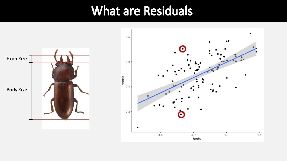What are Residuals Horn Size Body Size What are Residuals Horn Size Body Size