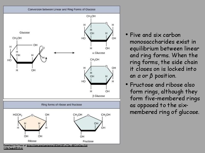  • Five and six carbon monosaccharides exist in equilibrium between linear and ring