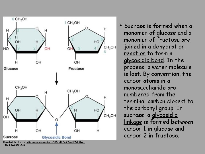  • Sucrose is formed when a monomer of glucose and a monomer of