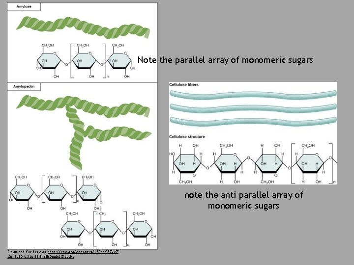 Note the parallel array of monomeric sugars note the anti parallel array of monomeric