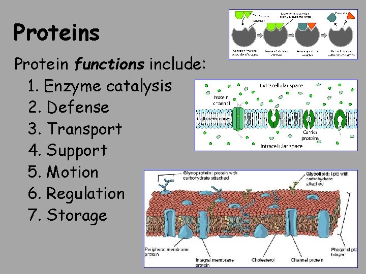 Proteins Protein functions include: 1. Enzyme catalysis 2. Defense 3. Transport 4. Support 5.