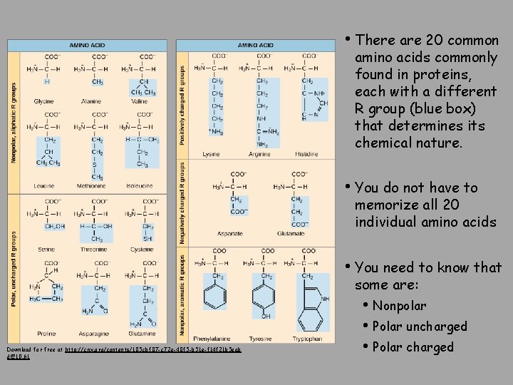  • There are 20 common amino acids commonly found in proteins, each with