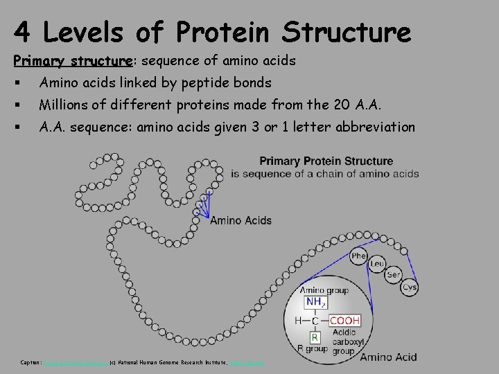 4 Levels of Protein Structure Primary structure: sequence of amino acids § Amino acids