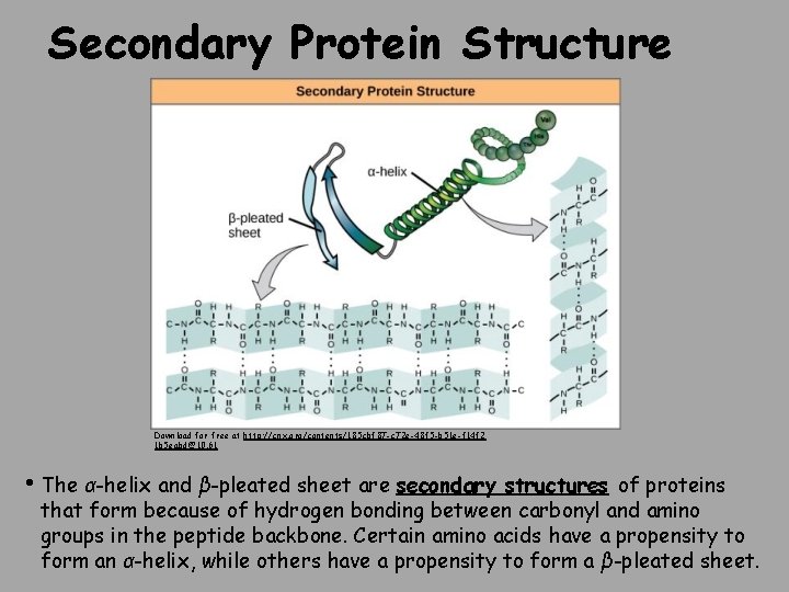 Secondary Protein Structure Download for free at http: //cnx. org/contents/185 cbf 87 -c 72