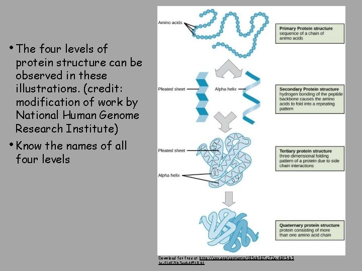  • The four levels of protein structure can be observed in these illustrations.