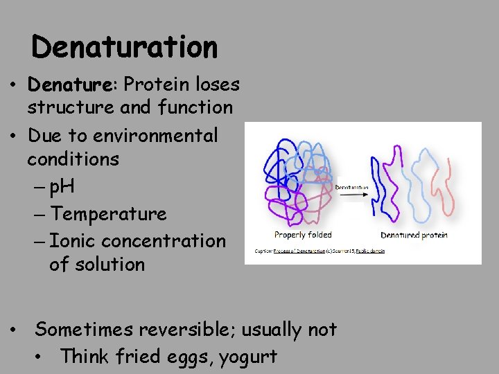 Denaturation • Denature: Protein loses structure and function • Due to environmental conditions –