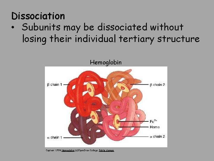 Dissociation • Subunits may be dissociated without losing their individual tertiary structure Hemoglobin Caption:
