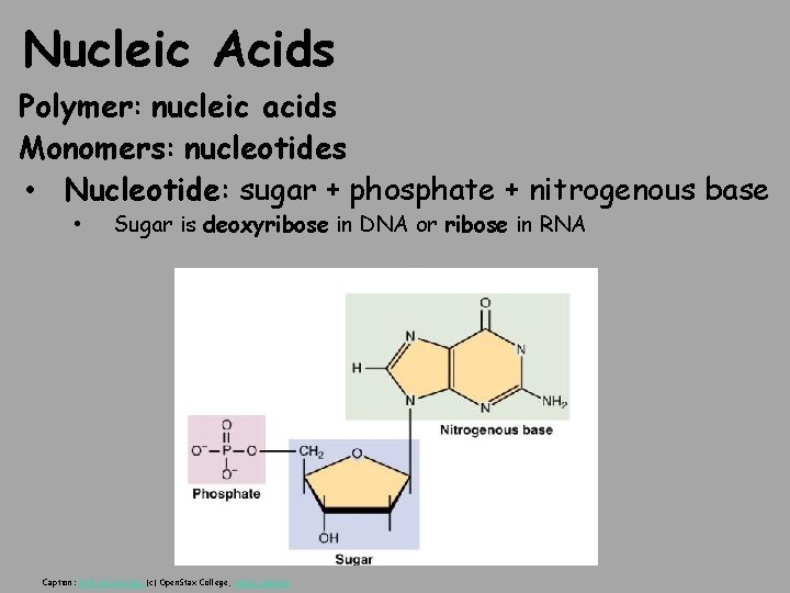 Nucleic Acids Polymer: nucleic acids Monomers: nucleotides • Nucleotide: sugar + phosphate + nitrogenous