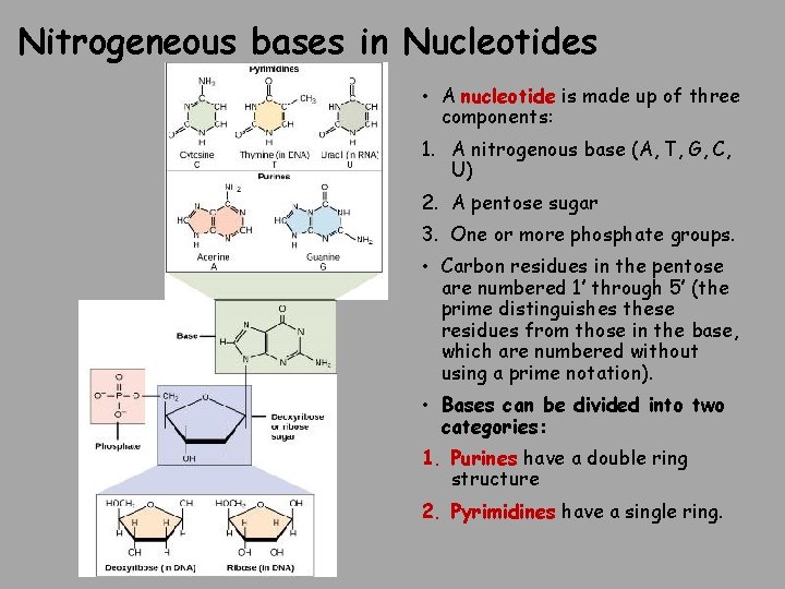 Nitrogeneous bases in Nucleotides • A nucleotide is made up of three components: 1.