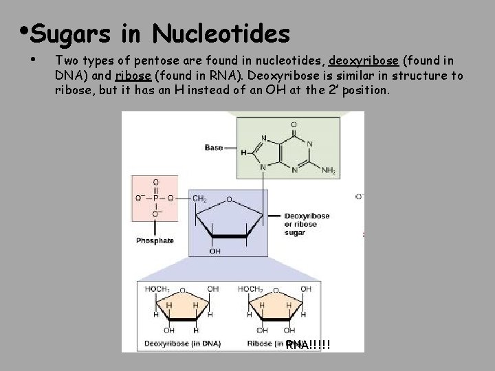  • Sugars • in Nucleotides Two types of pentose are found in nucleotides,
