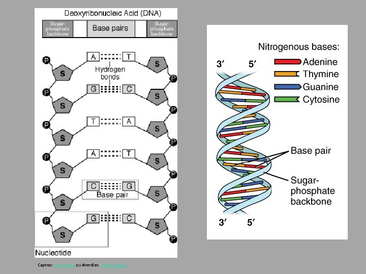 Caption: Nucleotide (c) Mirmillon, Public domain 