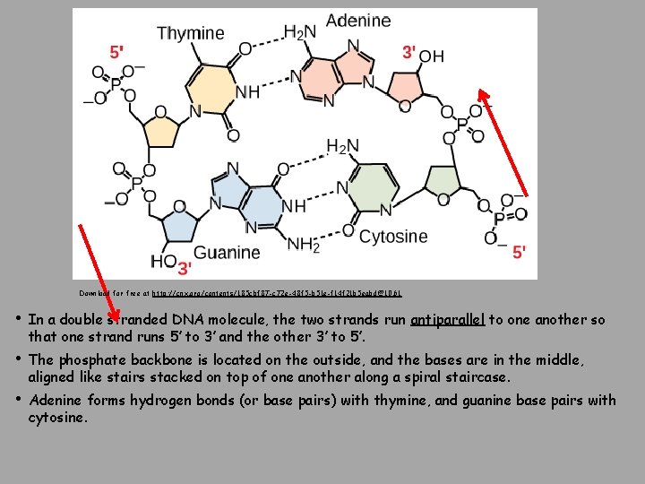 Download for free at http: //cnx. org/contents/185 cbf 87 -c 72 e-48 f 5