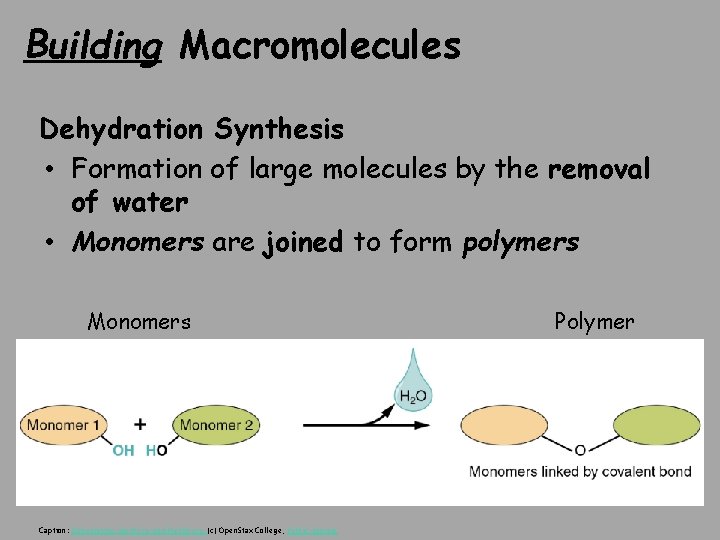 Building Macromolecules Dehydration Synthesis • Formation of large molecules by the removal of water